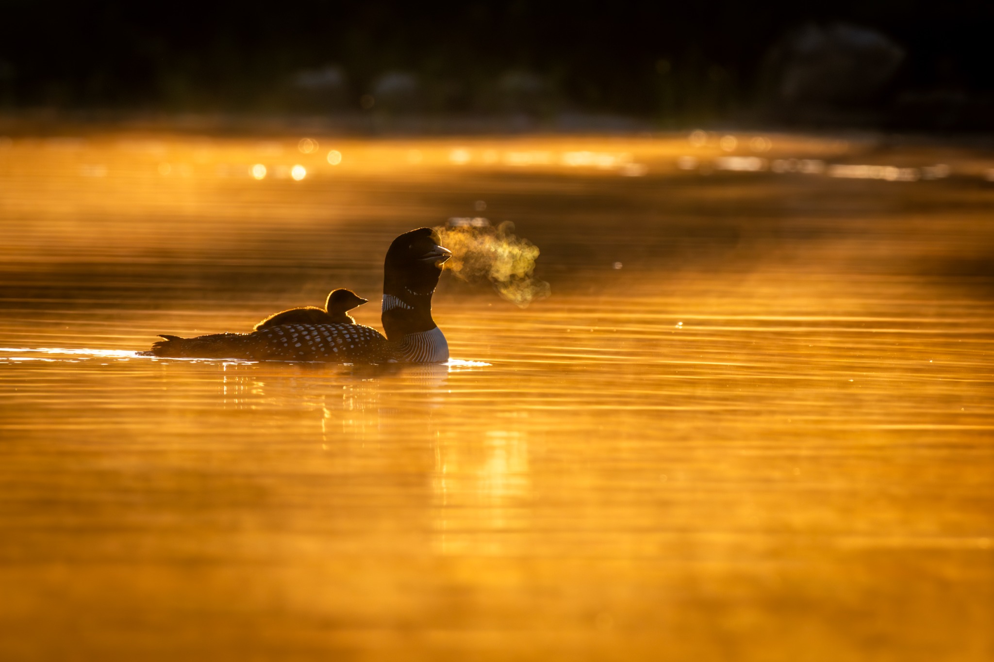 Loon and Chick