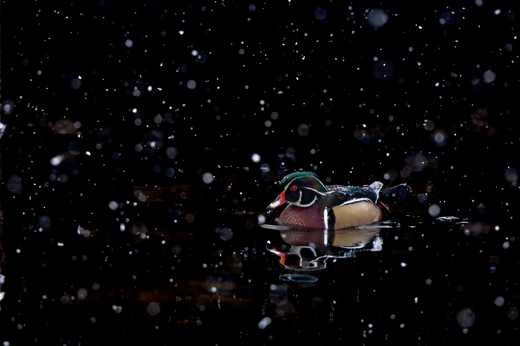 Wood Duck